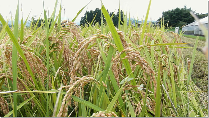 完全無農薬有機肥料米　信楽高原自然米